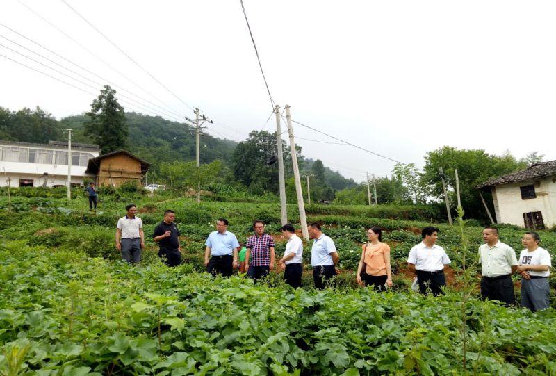 广东蔬菜食品有限公司，繁荣的蔬菜产业与食品加工的融合