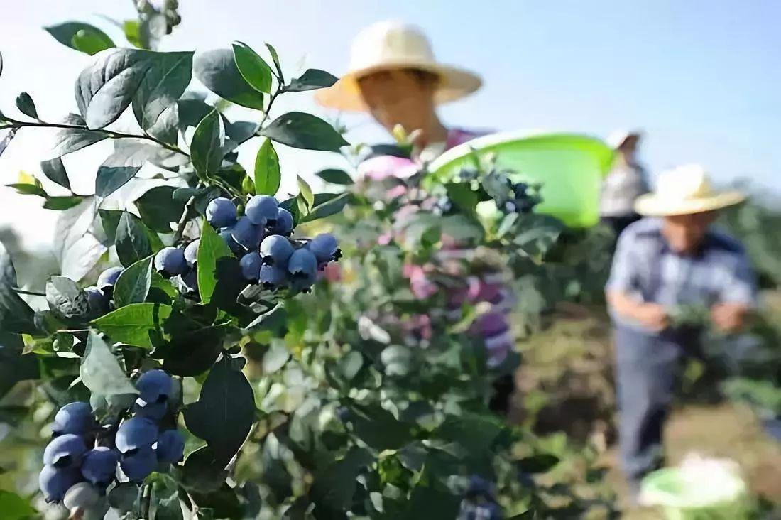 十个月宝宝的蓝莓食用指南