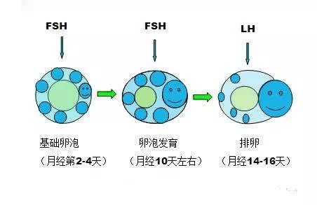 一个月排几个卵泡，卵泡发育与生殖周期的关系