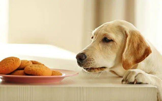 狗狗两个月饮食指南，了解狗狗两个月应该吃什么